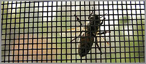 Fiberglass Insect Screen